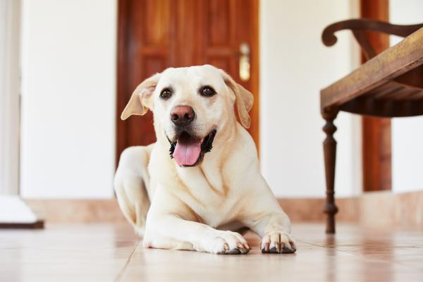 Utensílios de animais